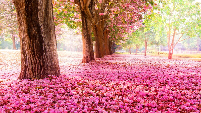 Pink-flowered Trees — Pink, Serene, Spring, Photograph, Flowers, Ground