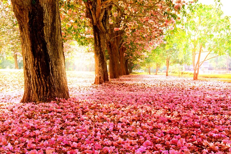 Pink-flowered Trees — Pink, Serene, Spring, Photograph, Flowers