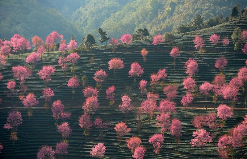 Pink-flowered Trees — Pink, Serene, Spring, Photograph