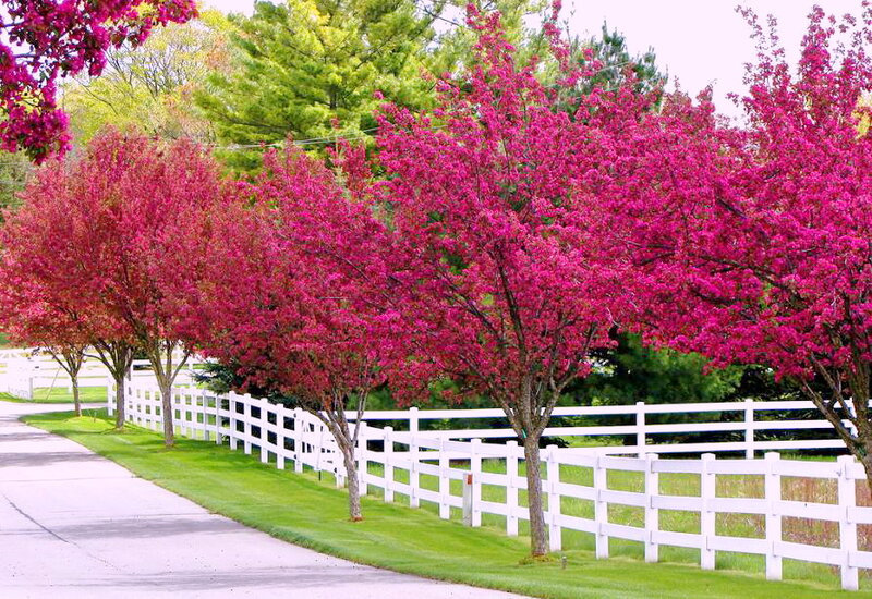 Pink-flowered Trees — Pink, Serene, Spring