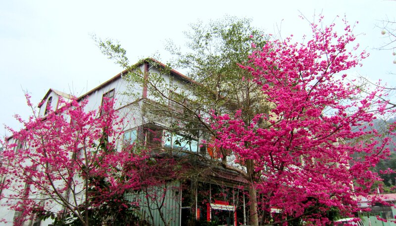 Pink-flowered Trees — Pink, Serene