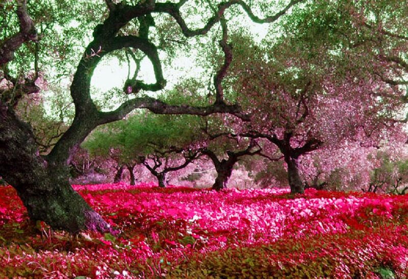 Pink-flowered Trees — Pink