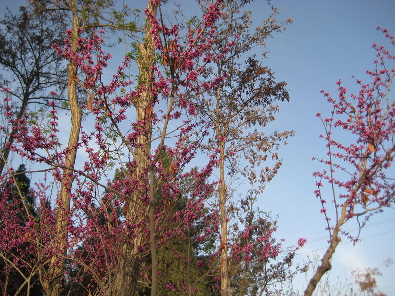 Pink-flowered Trees