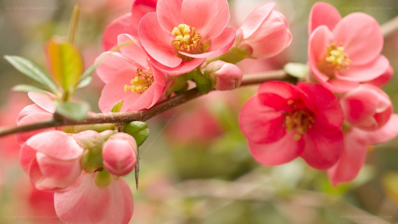 Pink flowering branch