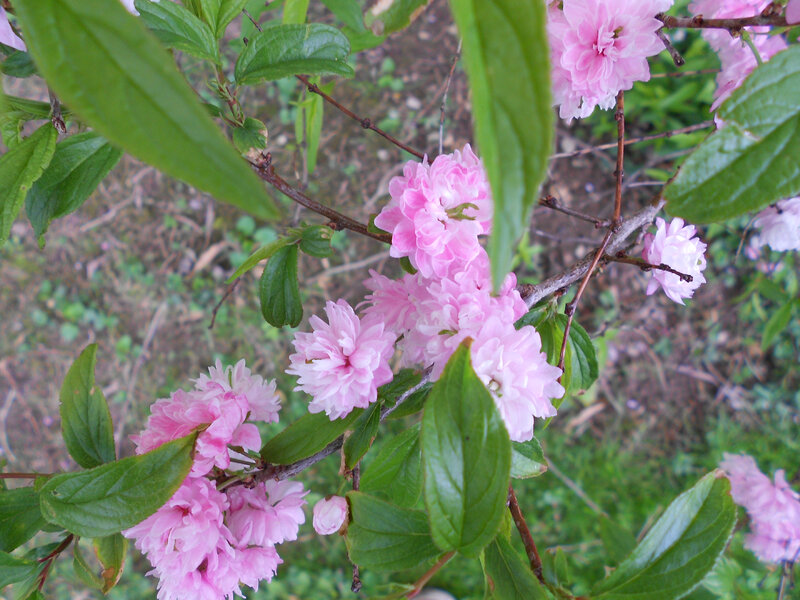 Pink Flowering Branch — Calm, Spring, Photograph