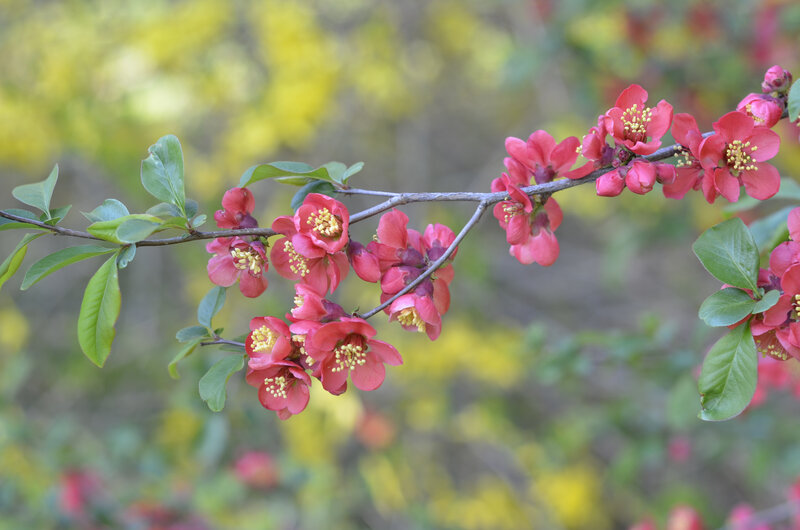 Pink Flowering Branch — Calm, Spring
