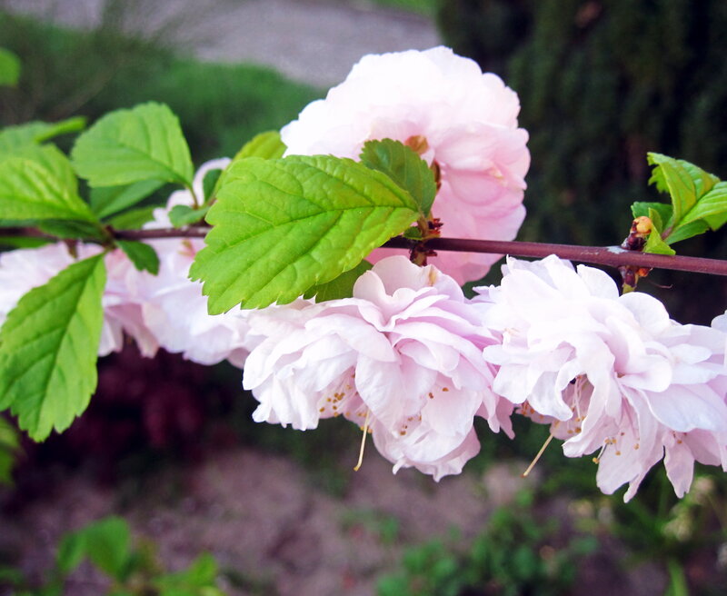 Pink Flowering Branch — Calm