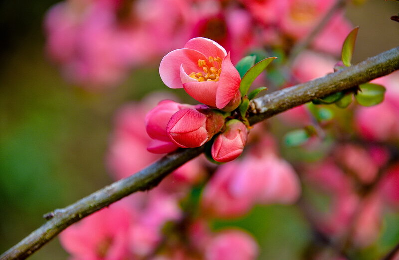 Pink Flowering Branch — Serene, Spring, Photograph, Flower