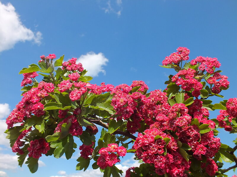 Pink Flowering Branch — Serene, Spring, Photograph, Flowers, Leaves, Sky