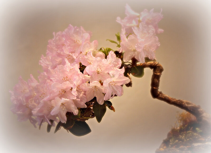 Pink Flowering Branch — Serene, Spring, Photograph, Flowers, Leaves