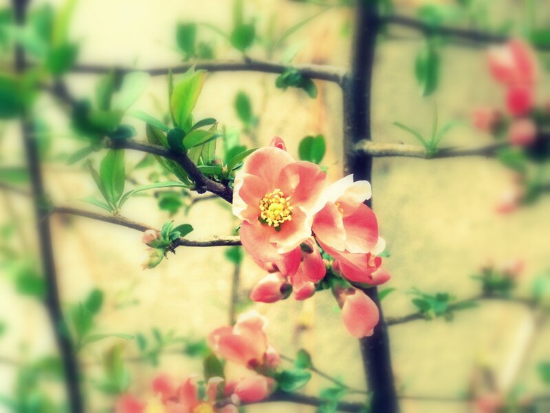 Pink Flowering Branch — Serene, Spring, Photograph, Flowers
