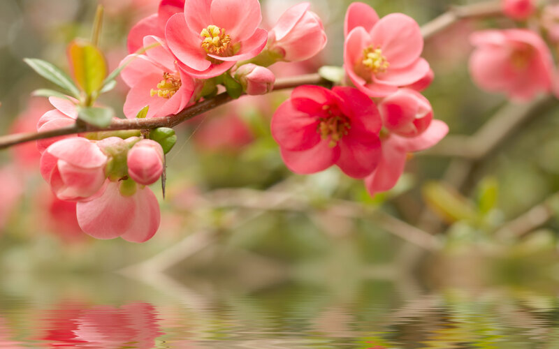 Pink Flowering Branch — Serene