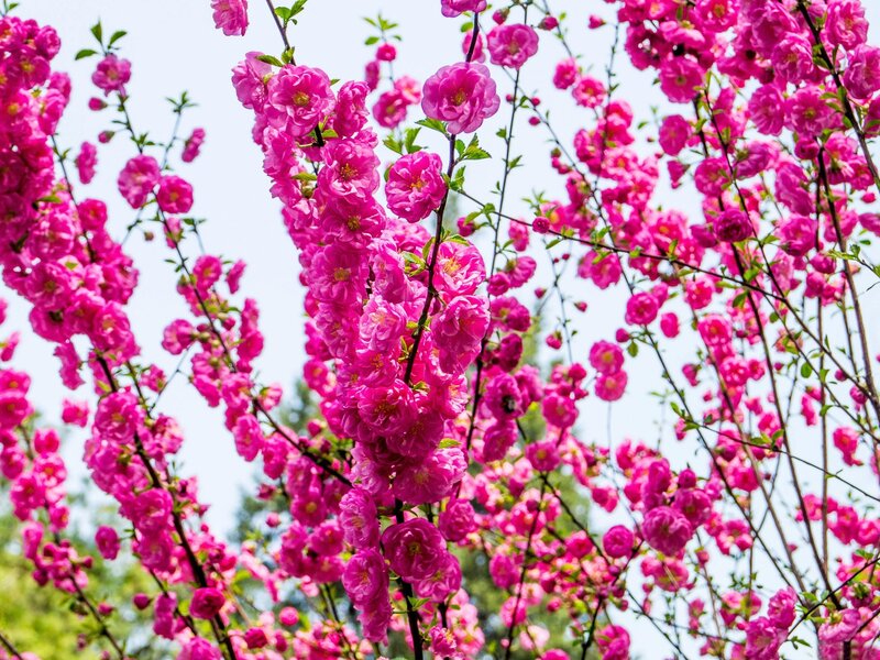 Pink Flowering Branches — Bright