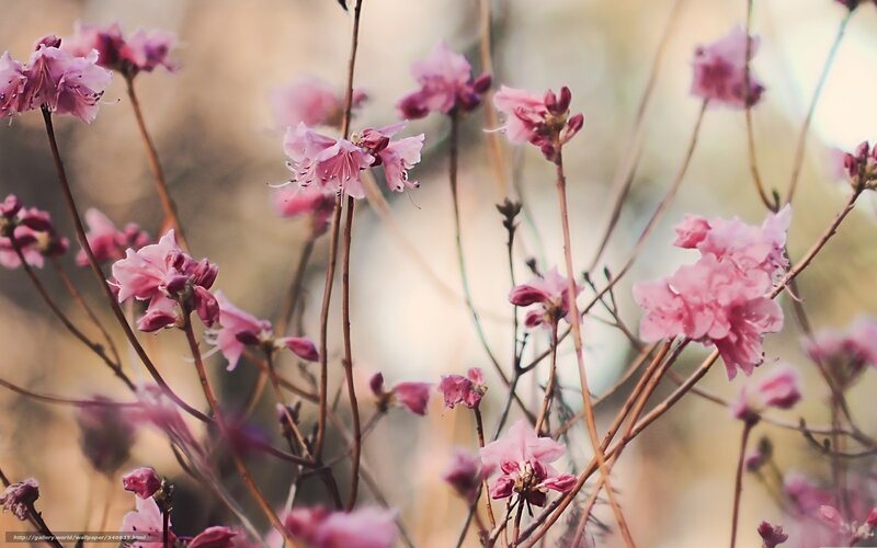 Pink Flowering Branches — Serene, Spring, Photograph, Flowers, Buds