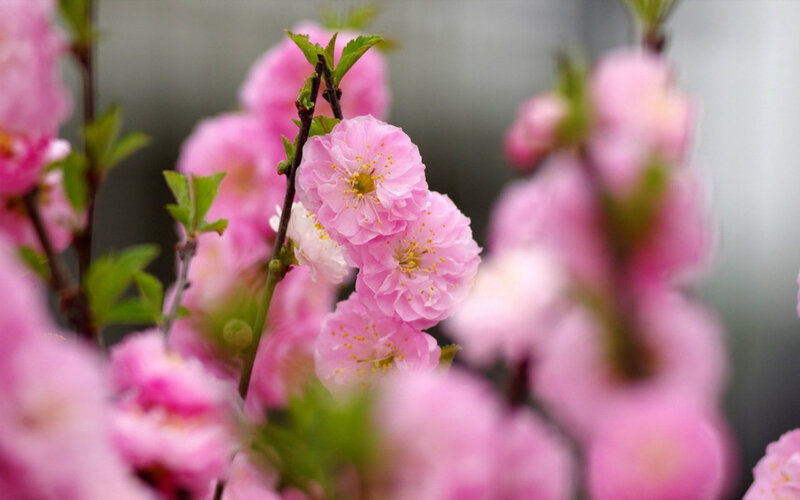 Pink Flowering Branches — Serene, Spring, Photograph, Flowers