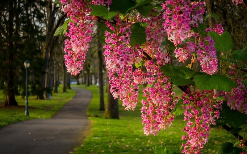 Pink Flowering Branches — Serene, Spring, Photograph, Path, Trees