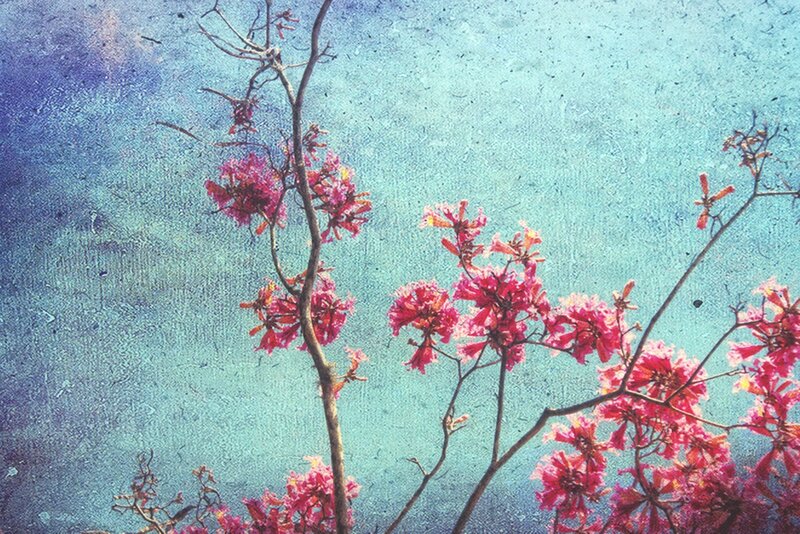 Pink Flowering Branches — Serene, Spring, Photograph
