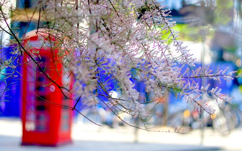 Pink Flowering Branches — Serene, Spring
