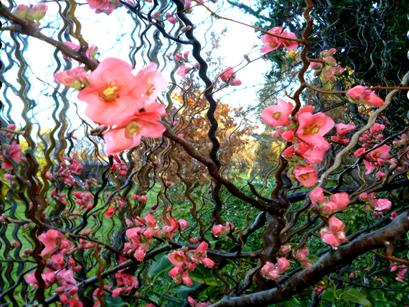 Pink Flowering Branches — Serene