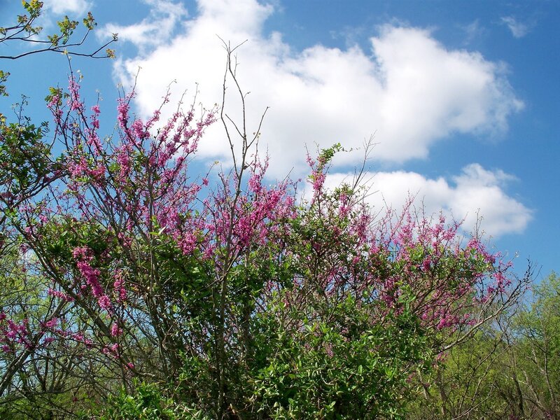 Pink Flowering Bush — Blue