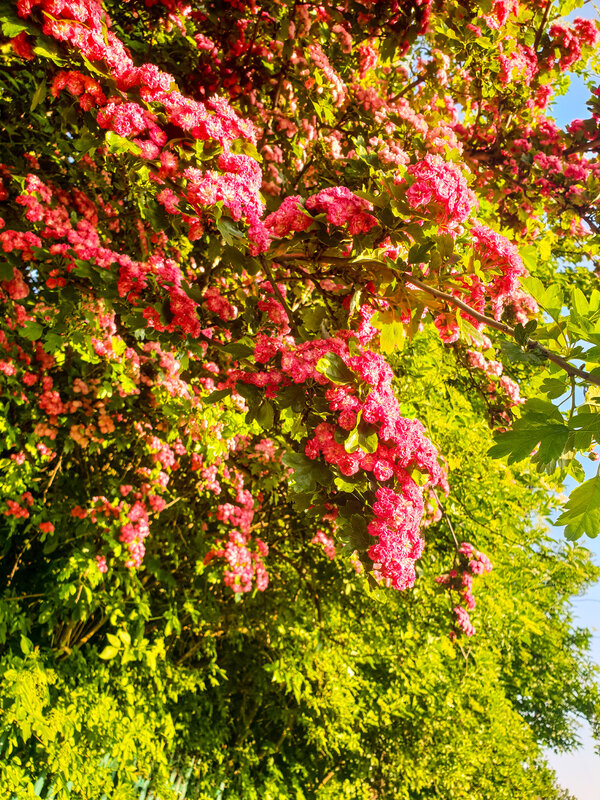 Pink Flowering Bush — Bright