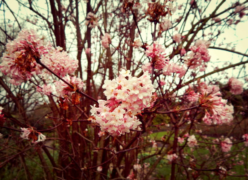 Pink Flowering Bush — Calm, Spring, Photograph