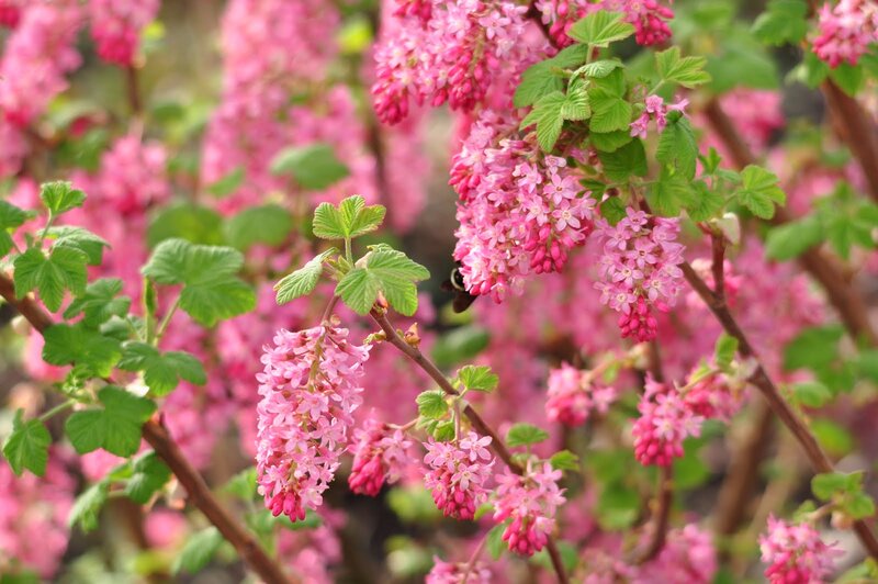 Pink Flowering Bush — Calm, Spring