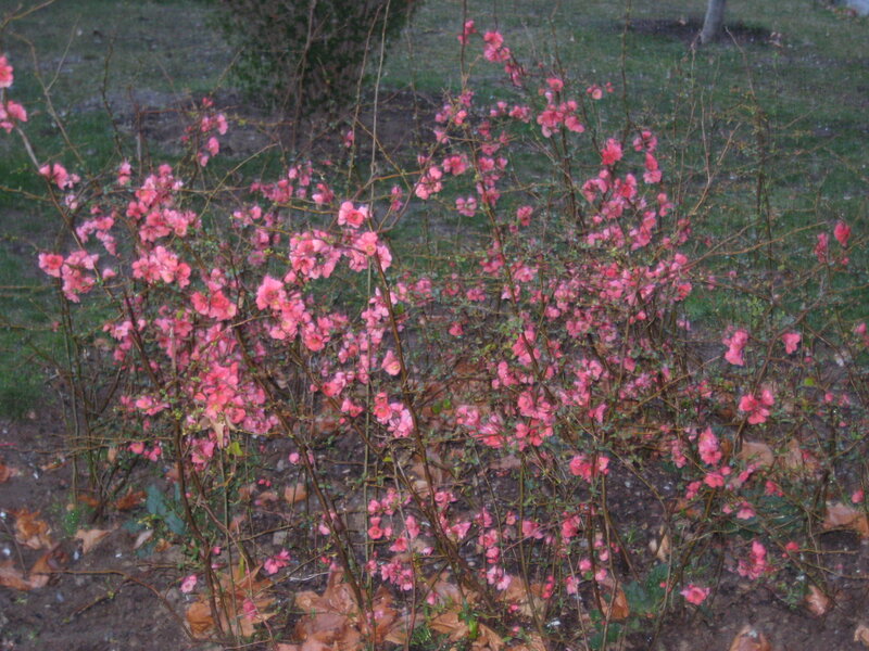 Pink Flowering Bush — Calm