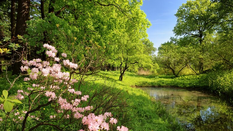 Pink Flowering Bush — Green, Serene, Spring, Photograph