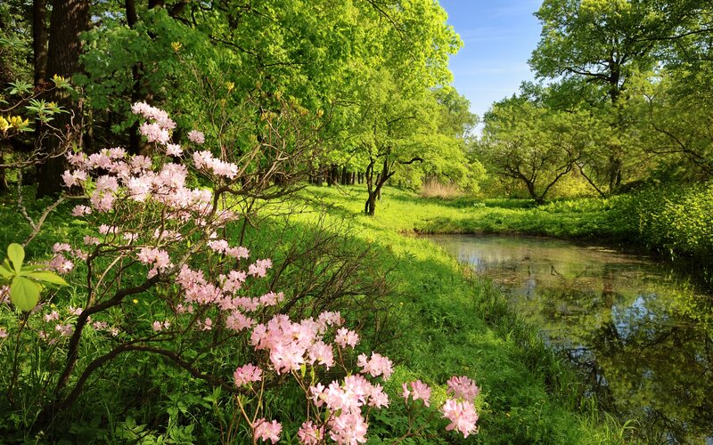 Pink Flowering Bush — Green, Serene, Spring
