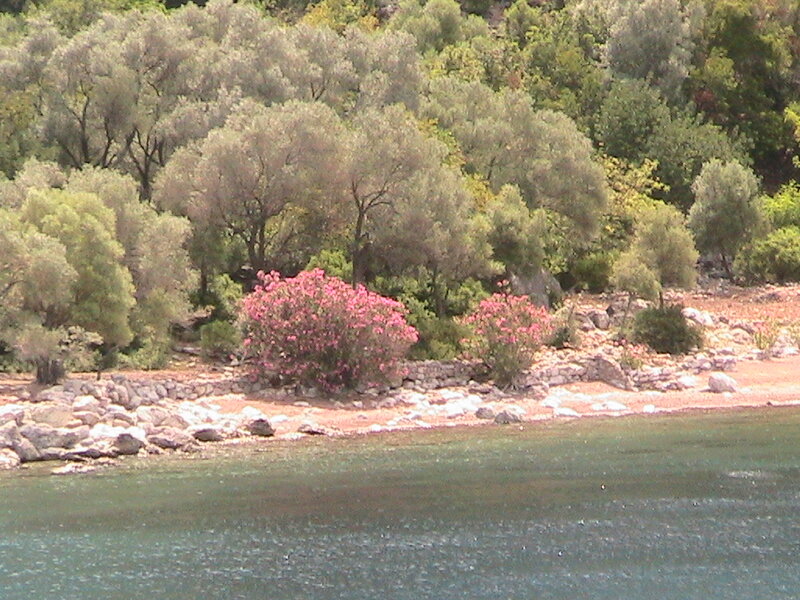 Pink Flowering Bush — Green, Serene, Summer