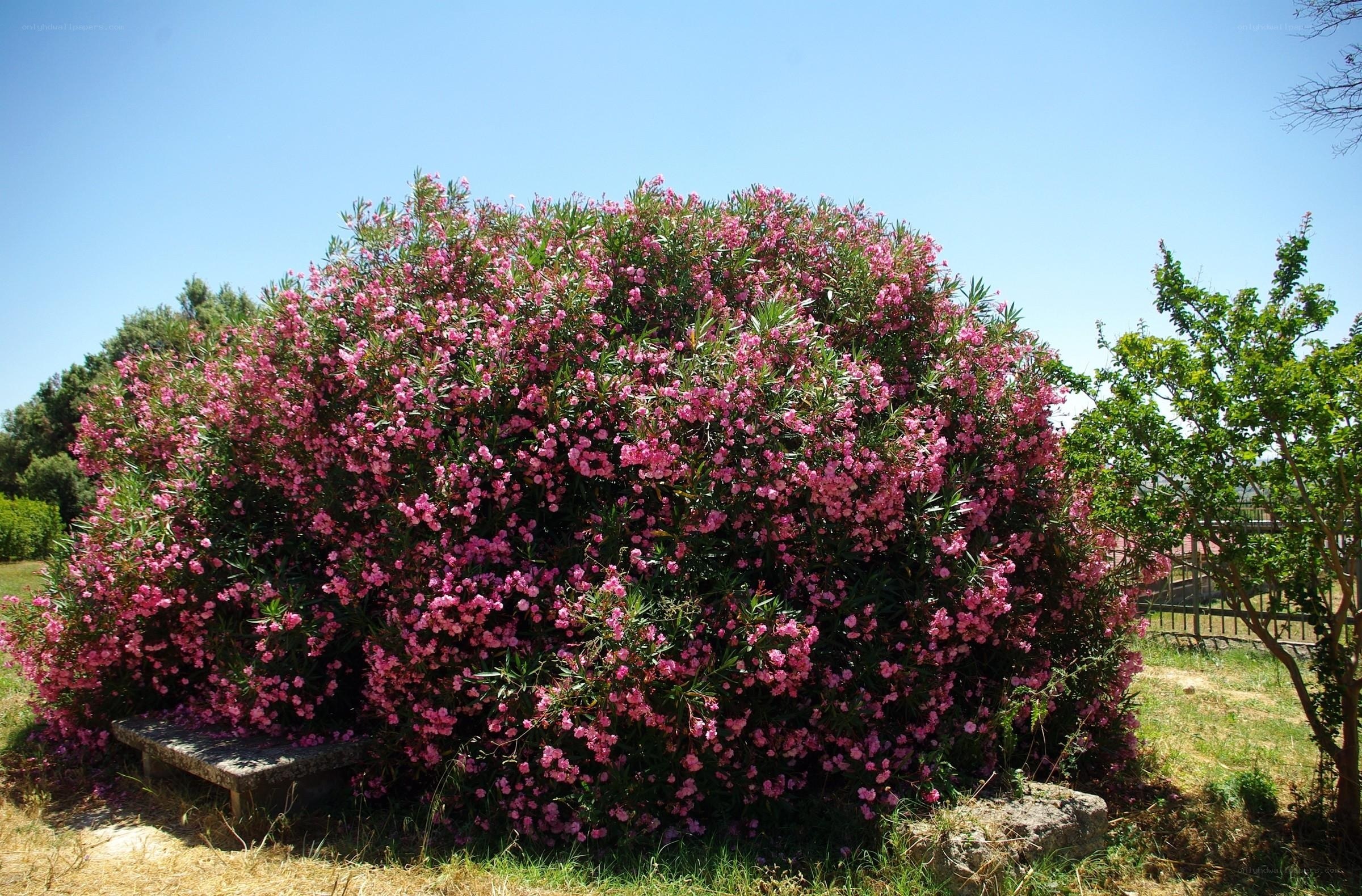 Pink flowering bush in garden