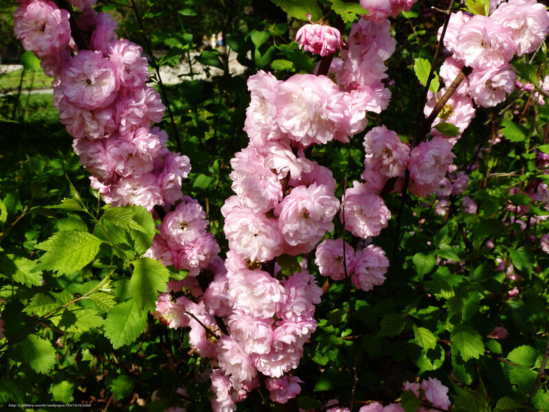 Pink flowering bush in sunlight