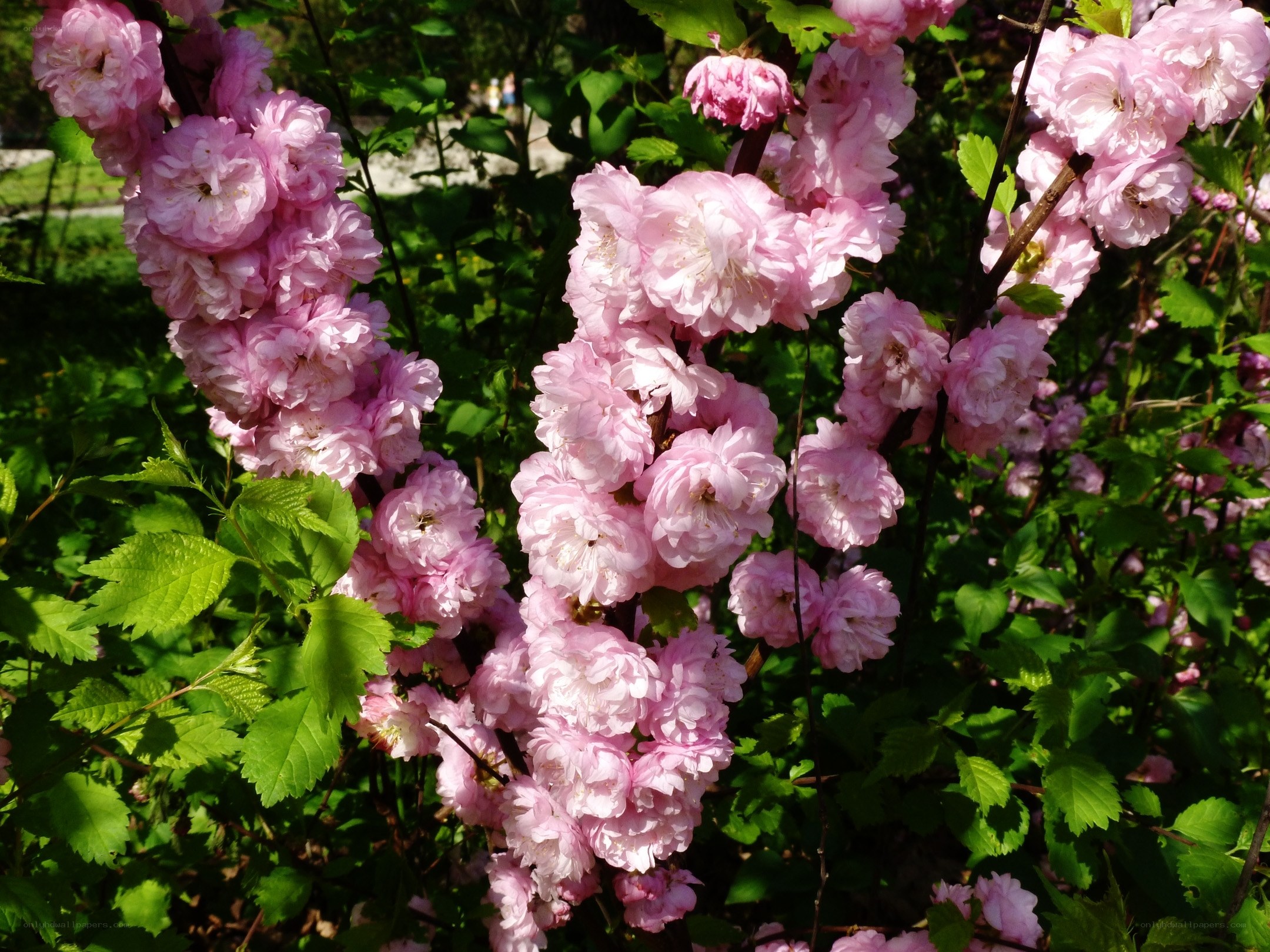 Pink flowering bush in sunlight
