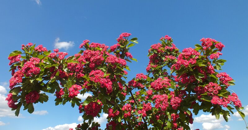 Pink Flowering Bush — Serene, Afternoon