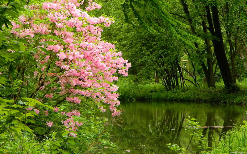 Pink Flowering Bush — Serene, Spring