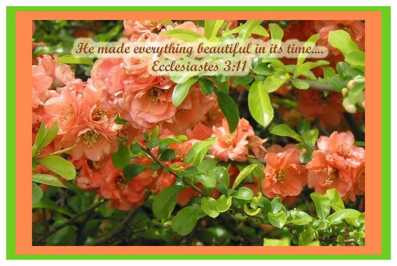 Pink Flowering Bush — Serene