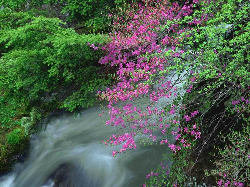 Pink Flowering Bush