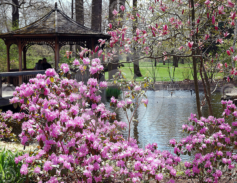 Pink Flowering Bushes — Serene