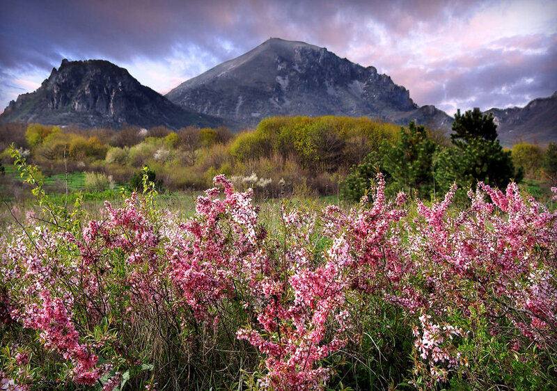 Pink Flowering Bushes