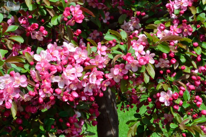 Pink Flowering Crabapple Tree
