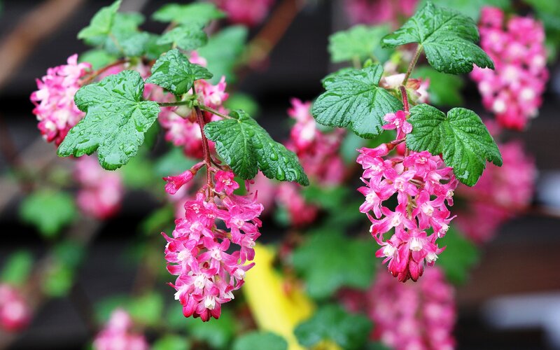Pink Flowering Currant