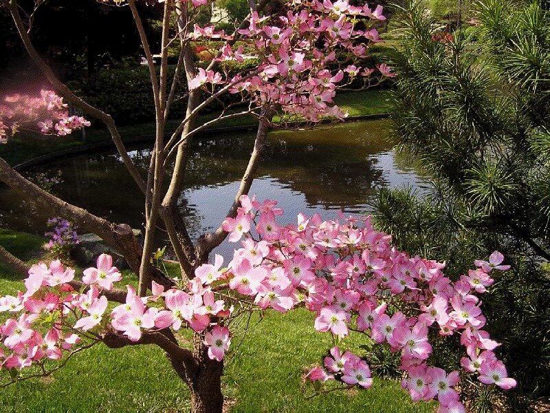 Pink Flowering Dogwood
