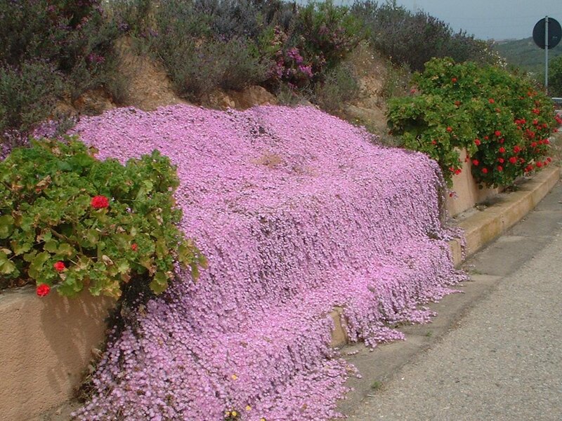 Pink Flowering Ground Cover