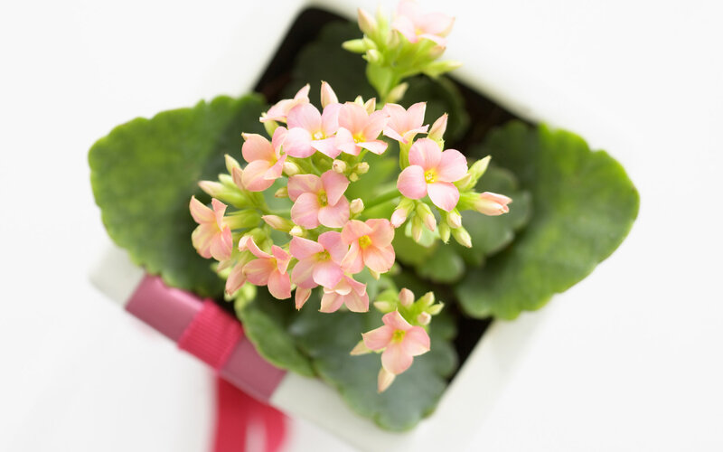 Pink Flowering Kalanchoe