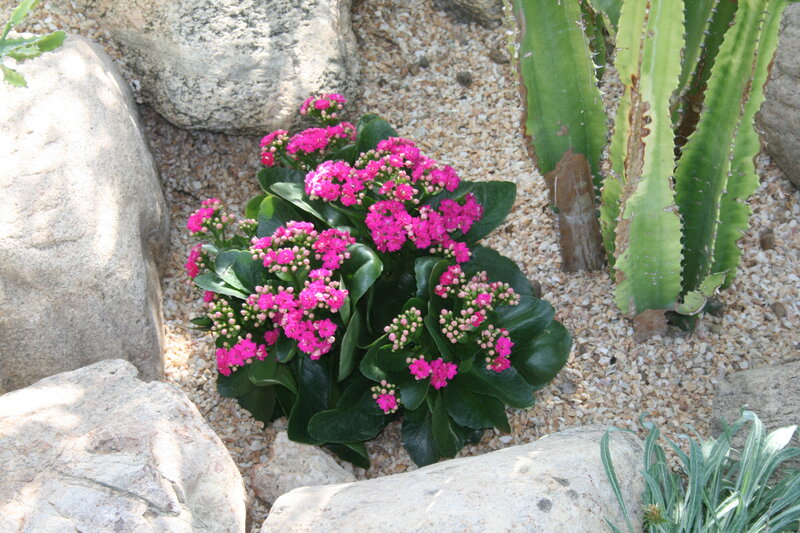 Pink Flowering Plant — Calm, Afternoon