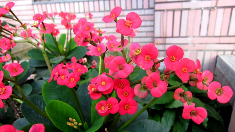 Pink Flowering Plant — Calm, Photograph
