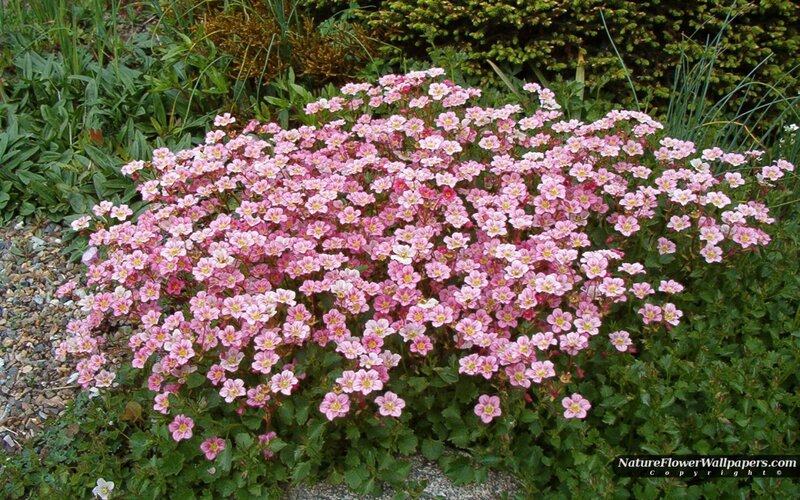 Pink Flowering Plant — Calm, Spring