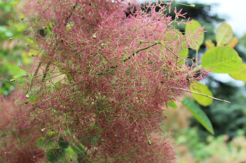 Pink Flowering Plant — Calm, Summer