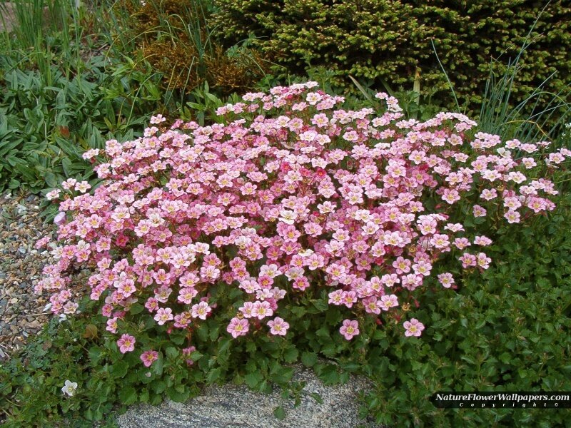 Pink Flowering Plant — Calm